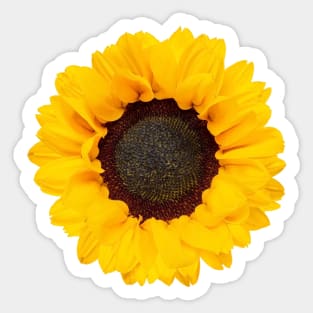 Sundrenched Sunflower Sticker